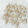 Dominos COQUILLAGE